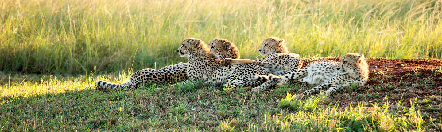 leopards