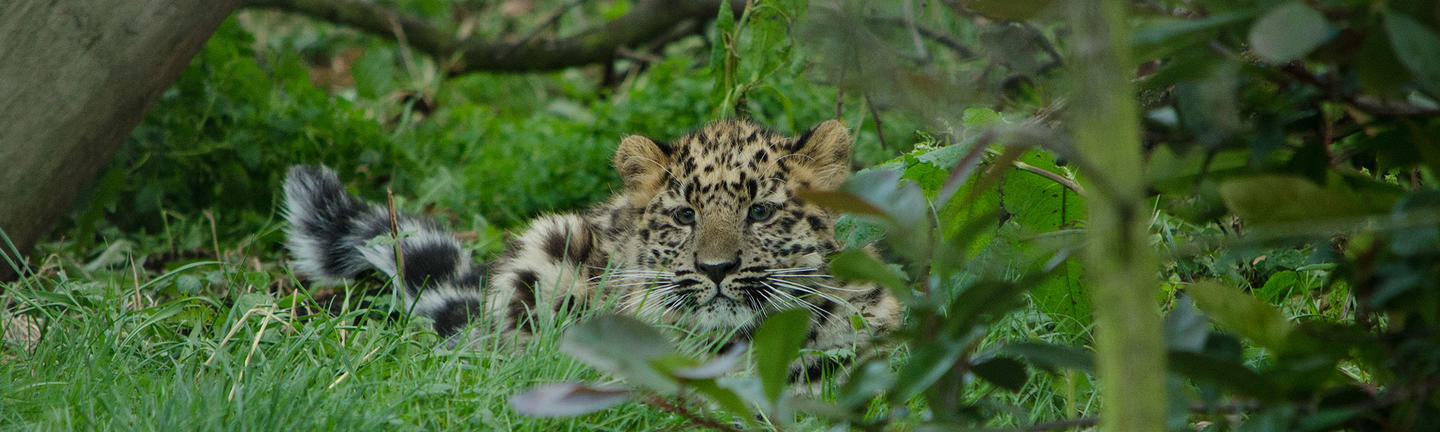Amur leopard cub
