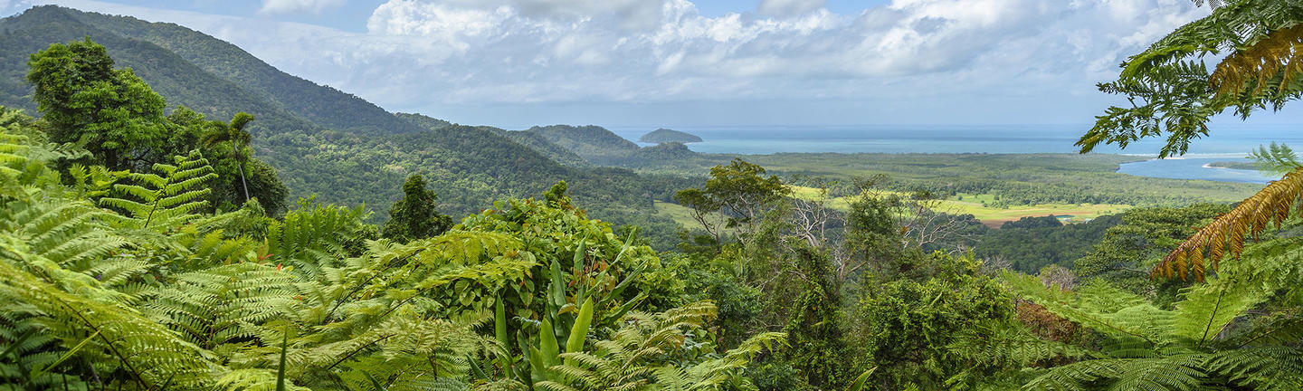 Daintree Rainforest