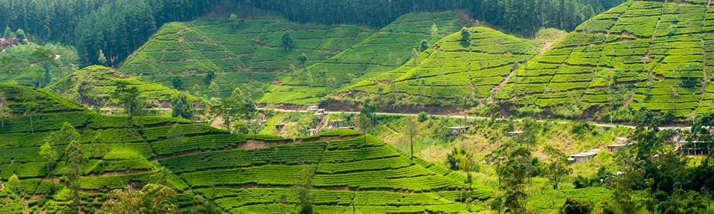 Tea plantations in Sri Lanka